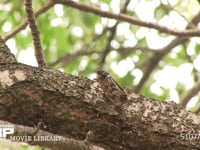 アブラゼミ鳴く 鳴き始め→本鳴き→鳴き終わり