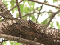 アブラゼミ鳴く 本鳴き→鳴き終わりそうになると移動する