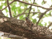 アブラゼミ鳴く 鳴き始め→本鳴き→鳴き終わり