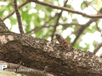 アブラゼミ鳴く 鳴き始め→本鳴き→鳴き終わり