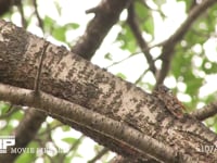 アブラゼミ鳴く 本鳴き→中鳴き（移動、おしっこ）→本鳴き