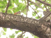 アブラゼミ鳴く 鳴き始め→本鳴き→鳴き終わり