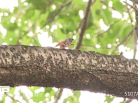 アブラゼミ鳴く 鳴き始め→本鳴き→鳴き終わり　移動で姿を消す