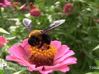 ミツバチ ヒャクニチソウ訪花