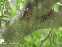 アブラゼミ鳴く 鳴き始め→本鳴き（翅を開く）→鳴き終わり（移動）