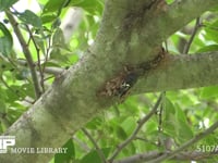 アブラゼミ鳴く 鳴き始め→本鳴き（翅を開く）→鳴き終わり（移動）