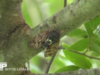 アブラゼミ鳴く 鳴き始め→本鳴き（翅を開く）→鳴き終わり（飛び去る）