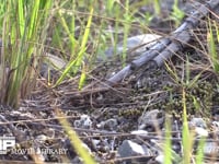 クルマバッタモドキ 河原の草むらで保護色