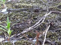 クルマバッタモドキ 河原の苔に保護色　跳ねて逃げる