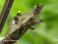 アオムシコバチ 抜け出たアゲハの蛹上を歩く