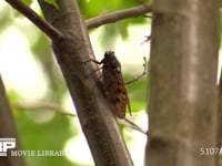 アブラゼミ 蝉しぐれの中、休んだ後飛び去る