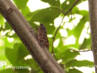 アブラゼミ 蝉しぐれの中、飛びたつ