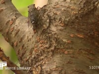 ツクツクホウシ 蝉しぐれの中、鳴きながら激しく移動する