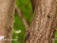 ツクツクホウシ 蝉しぐれの中、鳴きながら激しく移動し、飛びたって元の位置に戻る