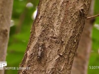 ツクツクホウシ 鳴きながら移動する