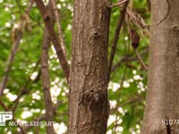 ツクツクホウシ 蝉しぐれの中、鳴きながら激しく移動する