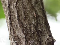 ツクツクホウシ 鳴く