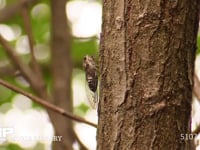 ツクツクホウシ 蝉しぐれの中、鳴きながら激しく移動する