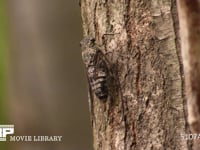 ツクツクホウシ 木の汁を吸い終わってから鳴き始める