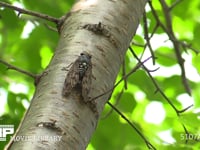 アブラゼミ♂ 木の汁を吸う？