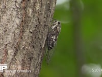 ツクツクホウシ 木の汁を吸う