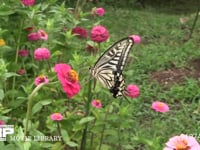 アゲハチョウ ヒャクニチソウ訪花