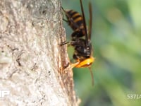 コガタスズメバチ、クヌギの樹液を舐める 10月20日
