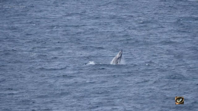 Humpback Whales - mothers with calves, from land, mid-north coast NSW, Australia
