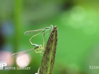 アオモンイトトンボ ヒツジグサの蕾にとまる