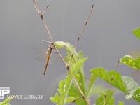 ウスバキトンボ 枯れ竹にとまり、雨に耐える