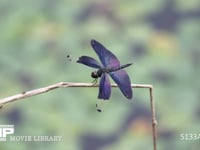 チョウトンボ 眼前に現れた小さな虫に逃げる雄