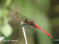 マユタテアカネ 餌になる羽虫を狙っている雄