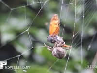 オニグモ アブラゼミに毒液を注入する雌