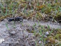 クロアナバチ 巣穴を掘る雌