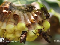 コアシナガバチ 給餌を受ける幼虫