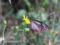 アサギマダラ ツワブキで蜜を吸う雄