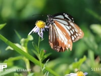 アサギマダラ ソナレノギクで蜜を吸う雌