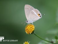 ウラナミシジミ コセンダングサで蜜を吸う