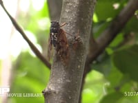 アブラゼミ♂ 蝉しぐれの中アブラゼミも鳴く