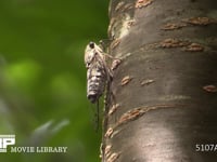 ツクツクホウシ♂ 蝉しぐれの中鳴く