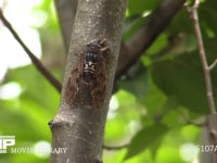 アブラゼミ♂ 蝉しぐれの中アブラゼミも鳴く