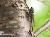 ツクツクホウシ♂ 蝉しぐれの中木の汁を吸いながら鳴く