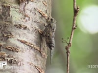 ツクツクホウシ♂ 蝉しぐれの中木の汁を吸いながら鳴く