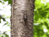 ツクツクホウシ♂ 蝉しぐれの中鳴く