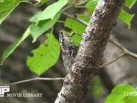 ミンミンゼミ♂ 鳴く