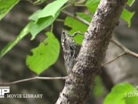 ミンミンゼミ♂ 鳴く、飛び去る