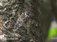 ミンミンゼミ♂ 鳴く