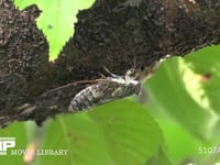 ツクツクホウシ　鳴く 