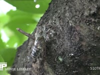 ツクツクホウシ　鳴く 