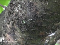 ツクツクホウシ　鳴く 鳴いていないときに移動する